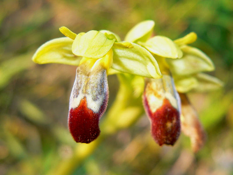 Primavera e orchidee palermitane